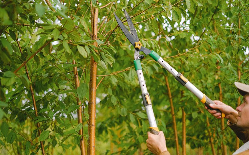 Tree trimming in Culver, OR